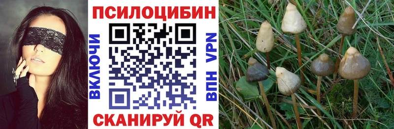 Псилоцибиновые грибы Cubensis наркотики Уварово